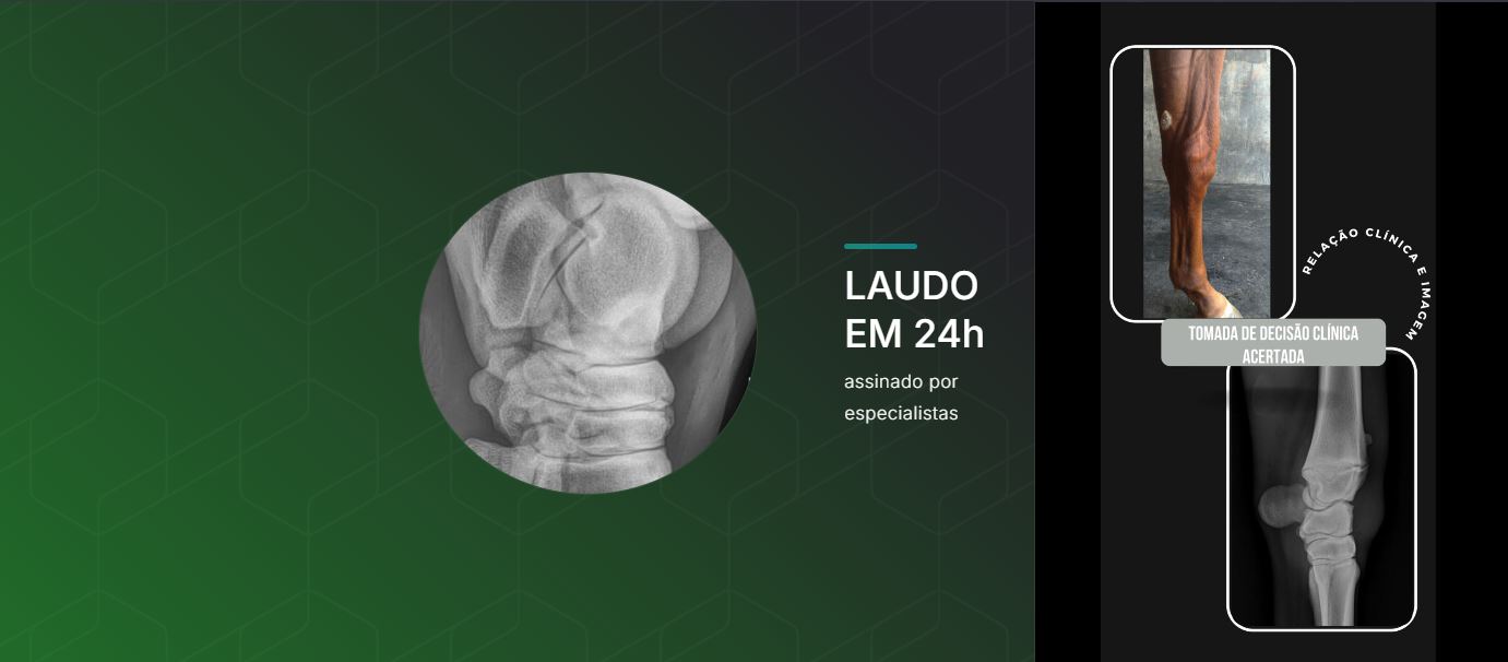 Laudo em 24h – Raio X Equino VetCheck